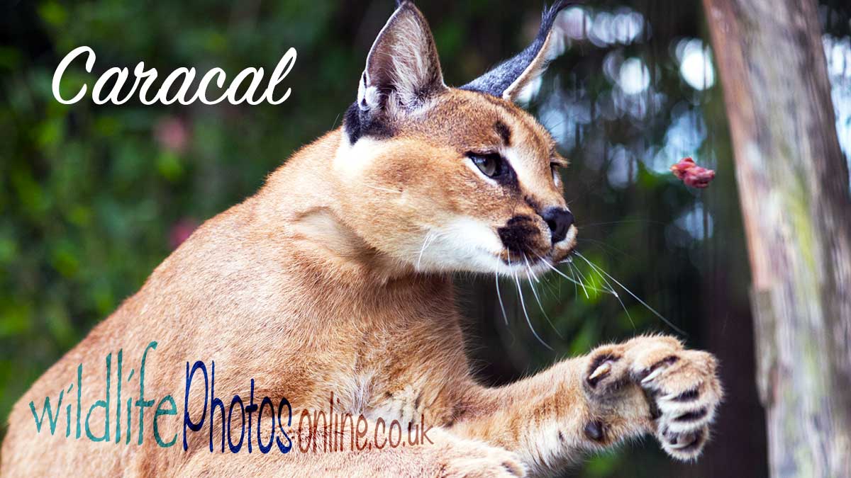 Caracal