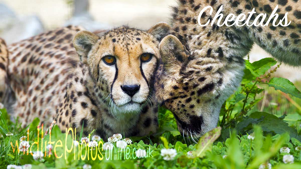 Cheetahs