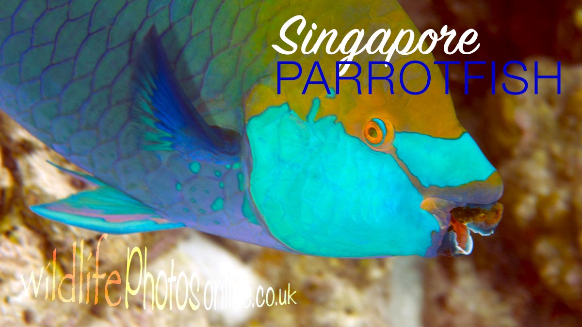 Singapore Parrotfish