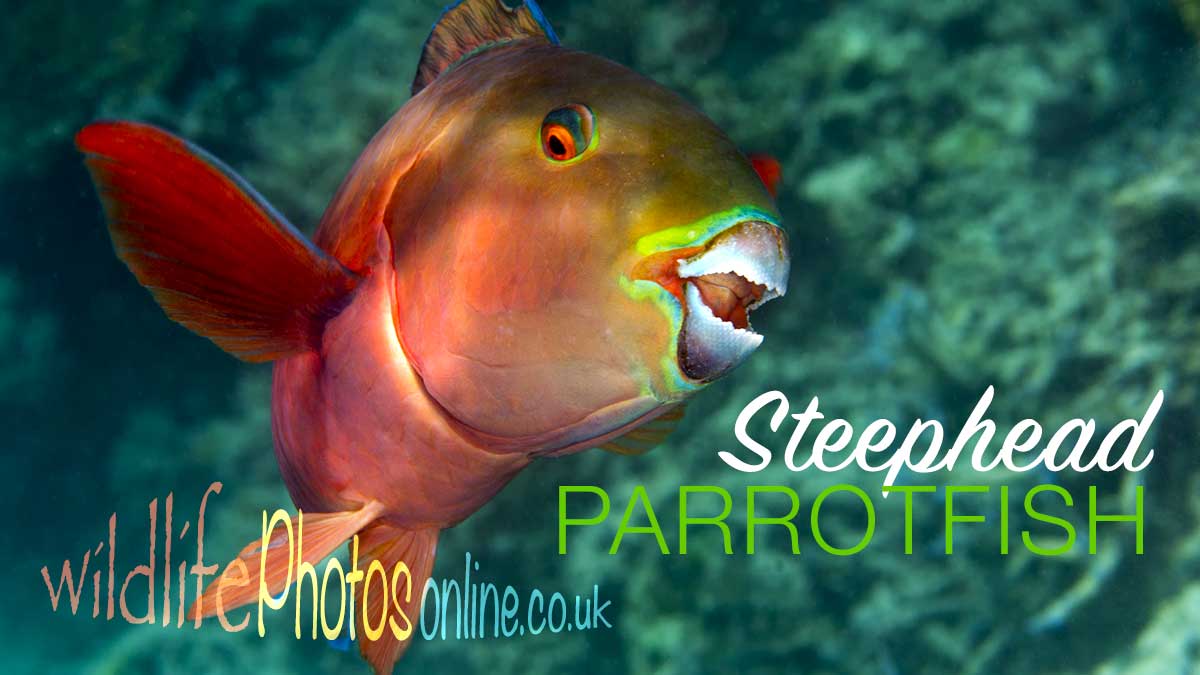 Steephead Parrotfish