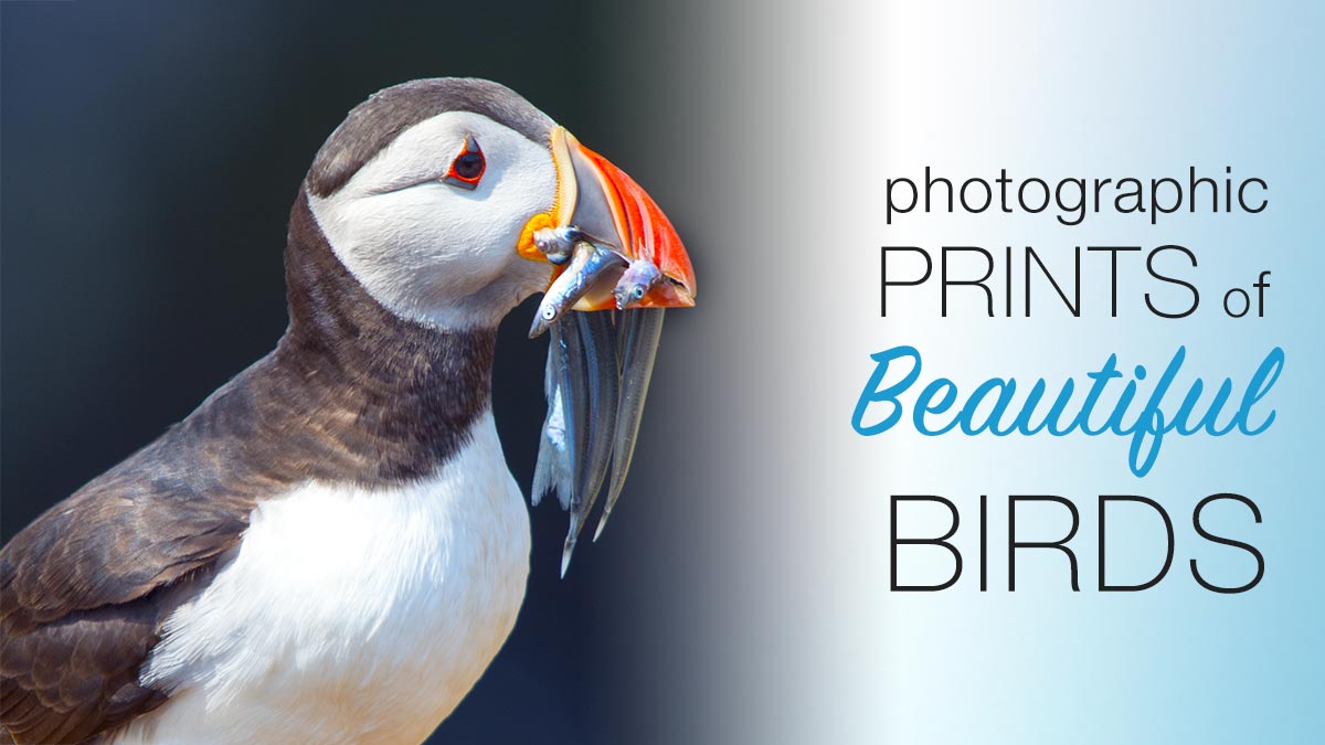 Puffin with sand eels