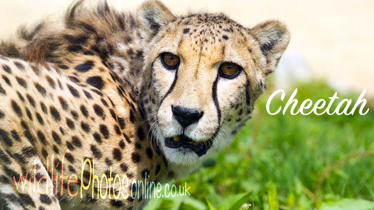 Cheetah