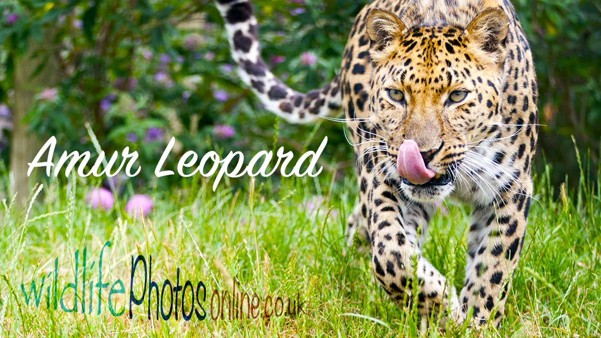 Amur leopard