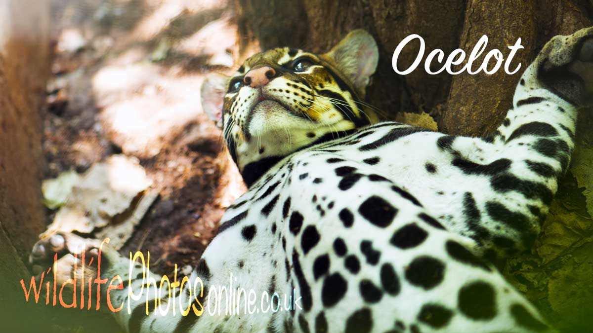 Ocelot