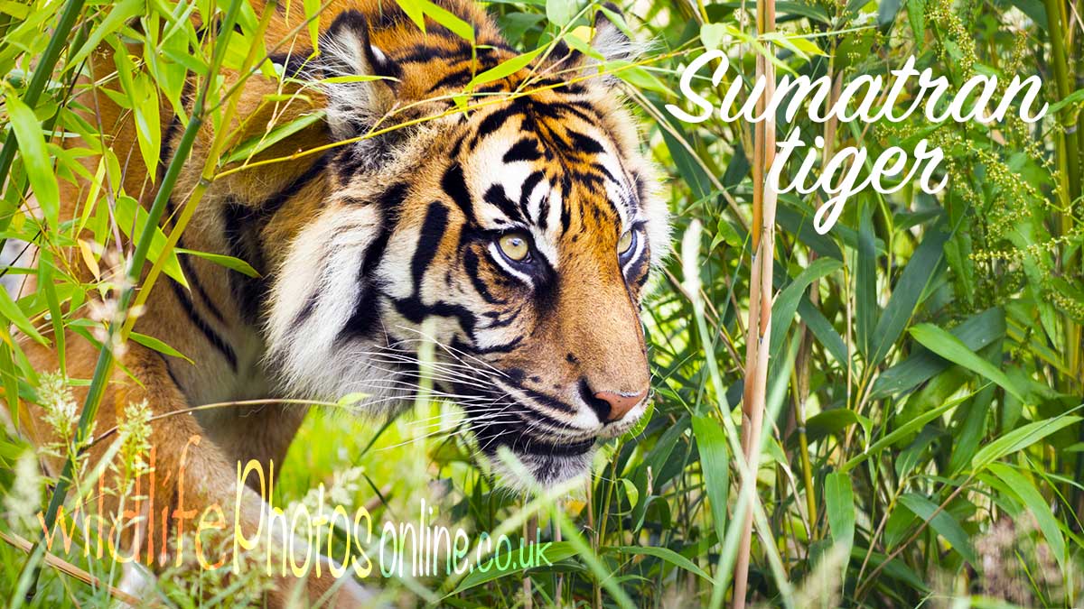 Sumatran tiger