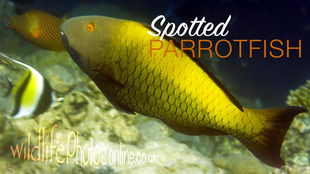 Spotted Parrotfish