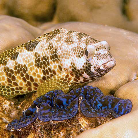 Sea animals