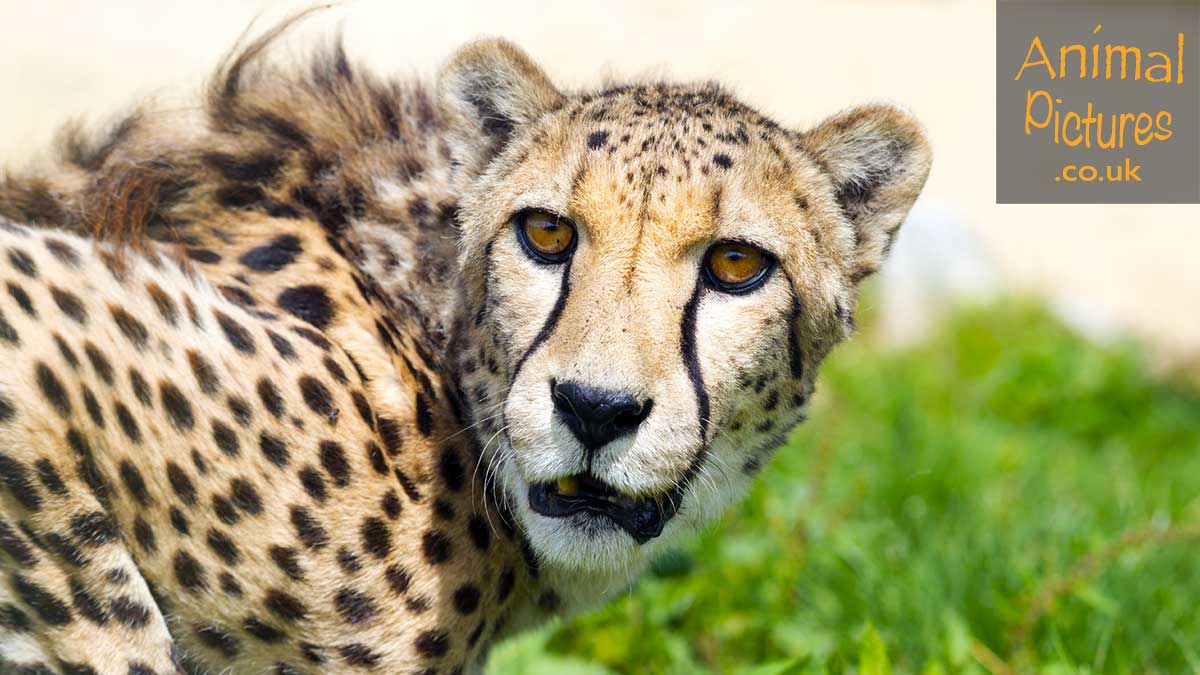 Cheetah crouched on its haunches