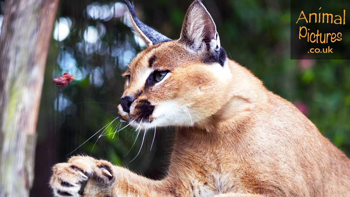 Caracal with eyes focused on a piece of meat flying through the air