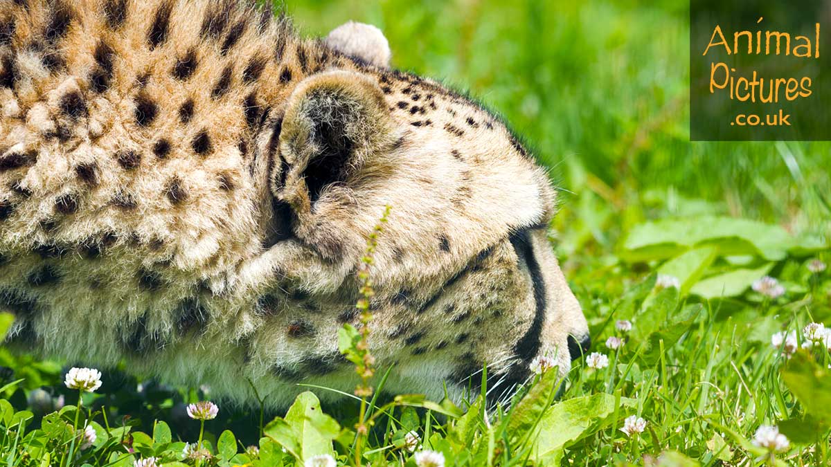 Cheetah crouching down and sampling scents