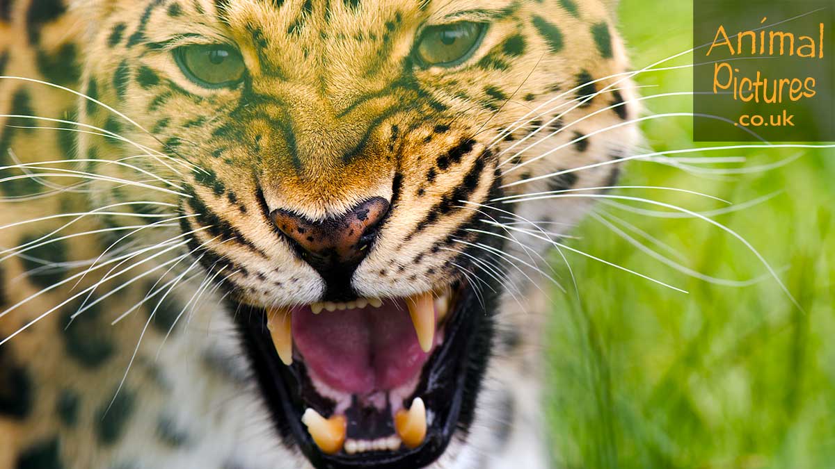 Amur leopard roaring