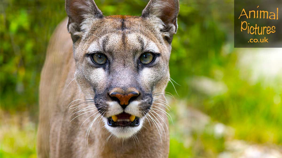 Puma gazing intently at the camera