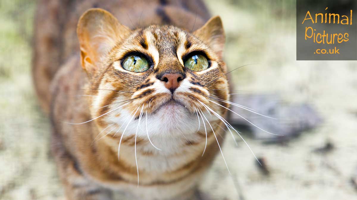 Rusty spotted cat gazing upwards with adorable eyes