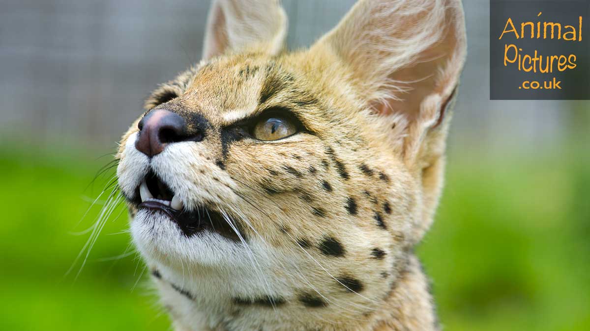 Serval gazing upwards with expectant eyes