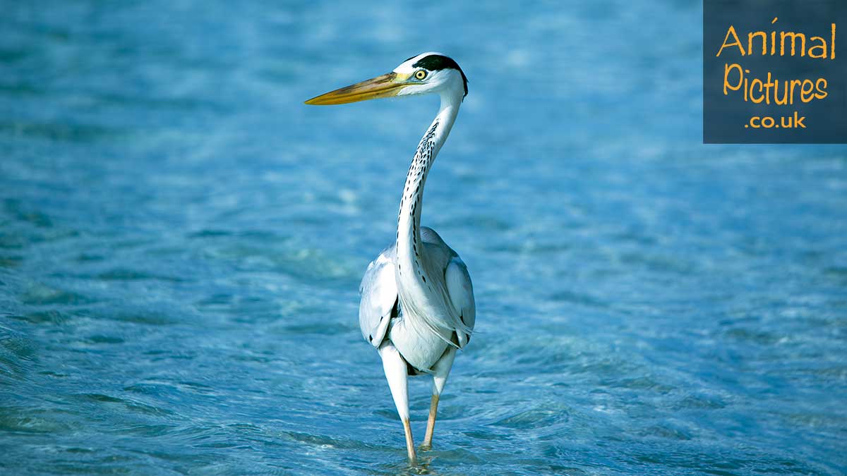 Heron striding through a beautiful sea