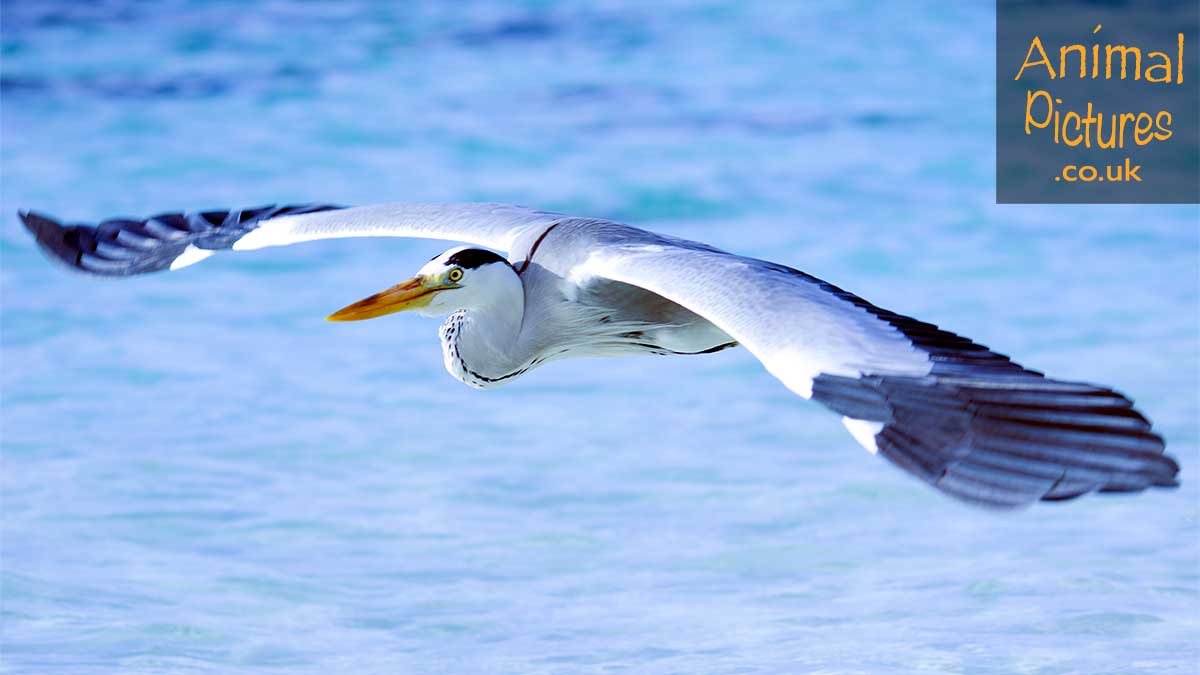 Heron in flight view from above