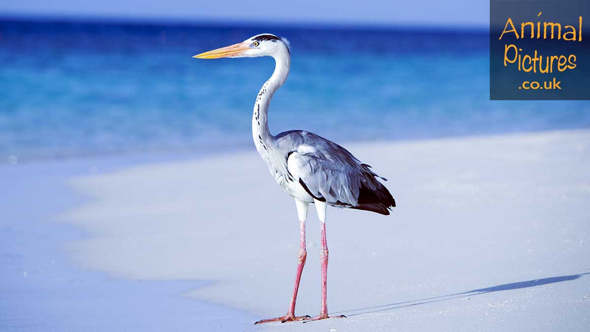 Young heron stalking on a sandy seashore