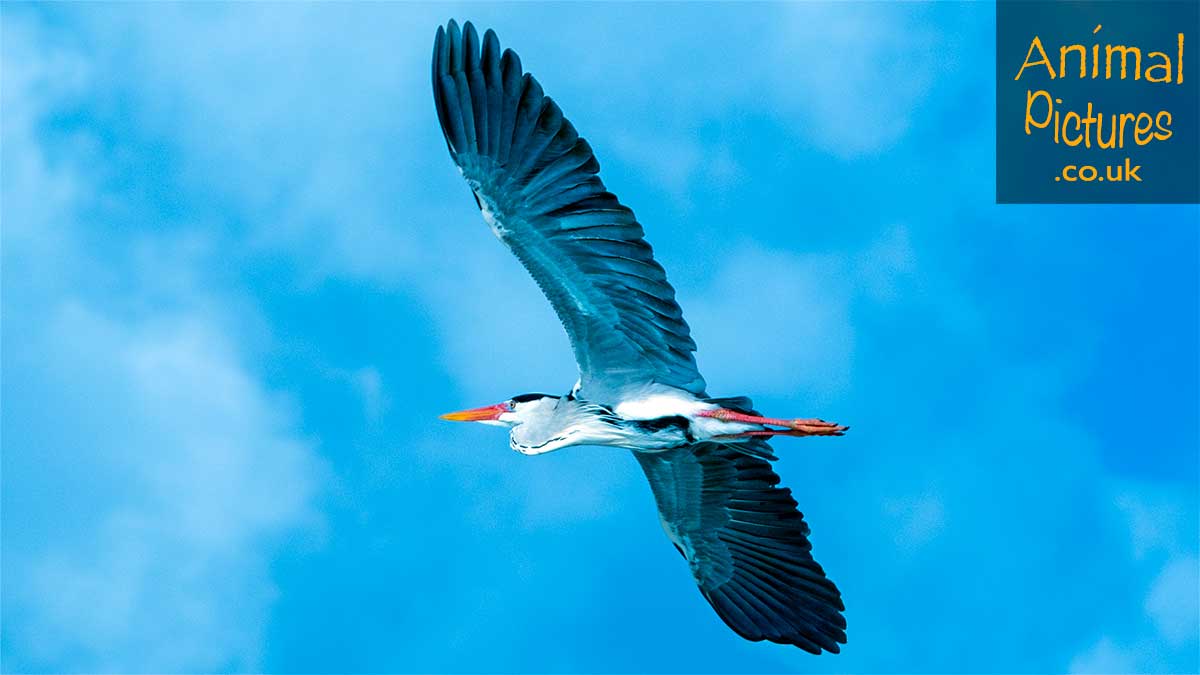 Heron silhouetted against a clear blue sky with ethereal clouds