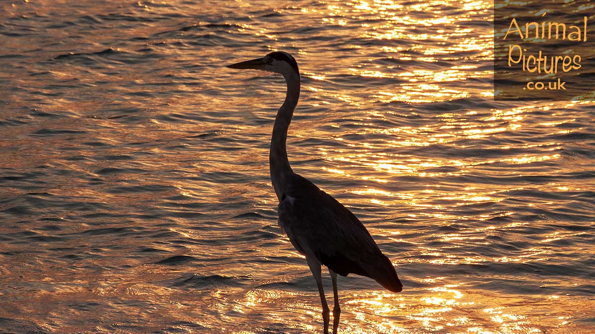 Heron silhouetted in the sunset