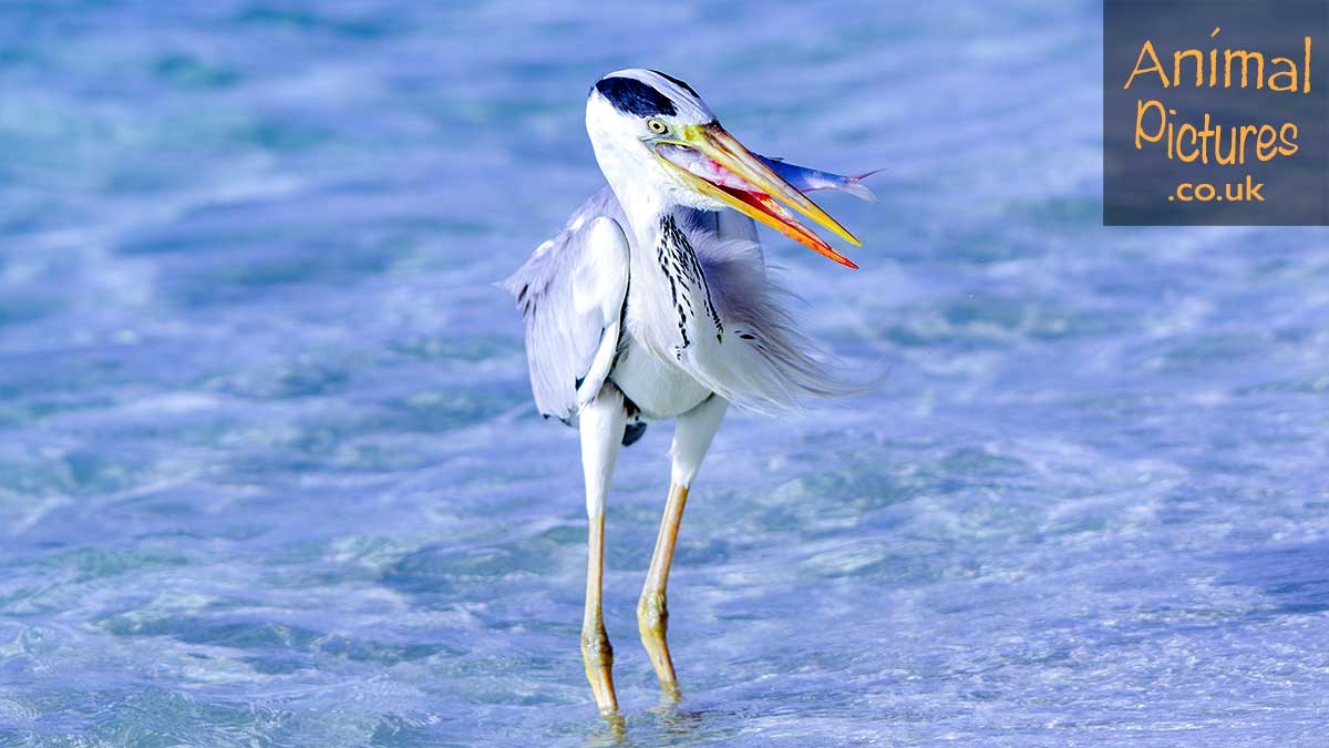 Heron standing in the sea swallowing a fish