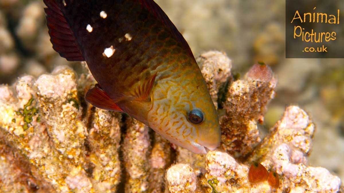 Daisy Parrotfish nibbling on corals