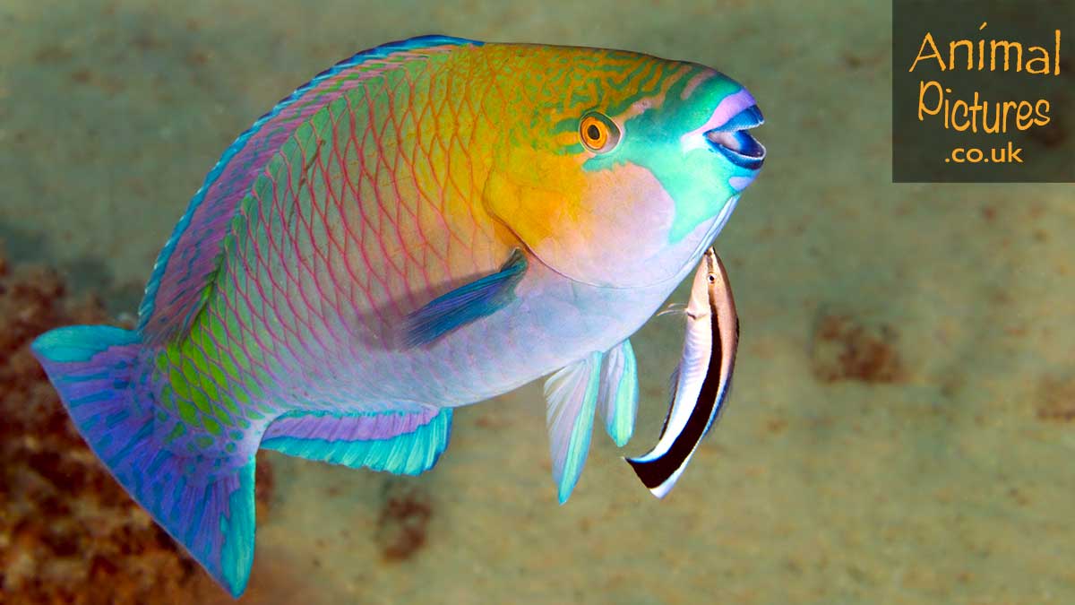 Cleaner wrasse attending to a Rusty Parrotish