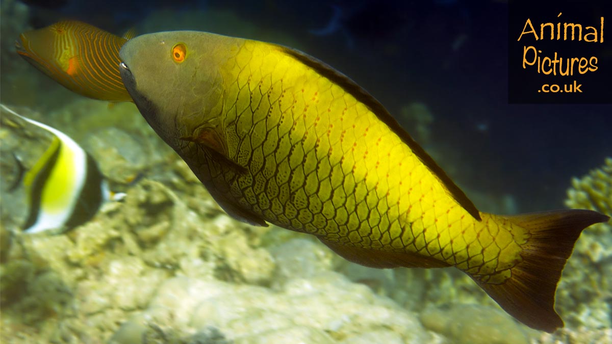 Spotted Parrotfish swimming over a reef