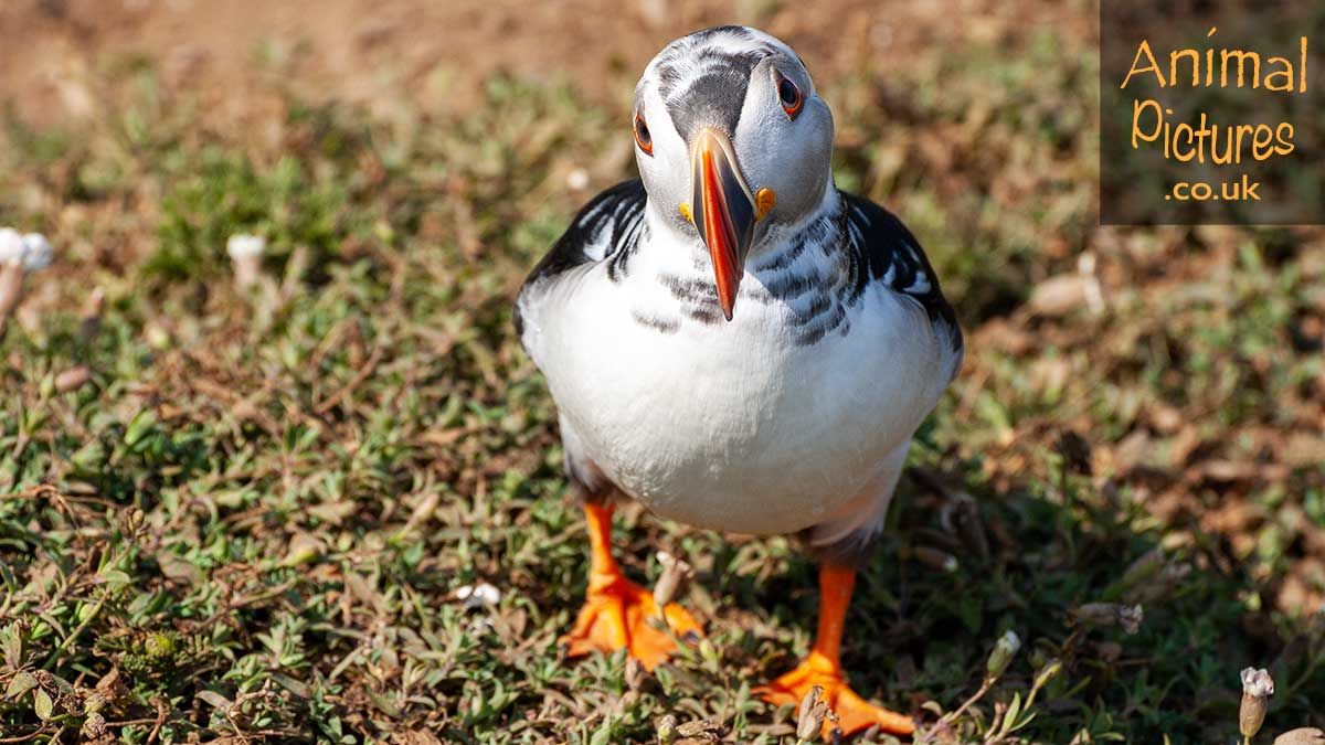 Adorable puffling displaying curiosity