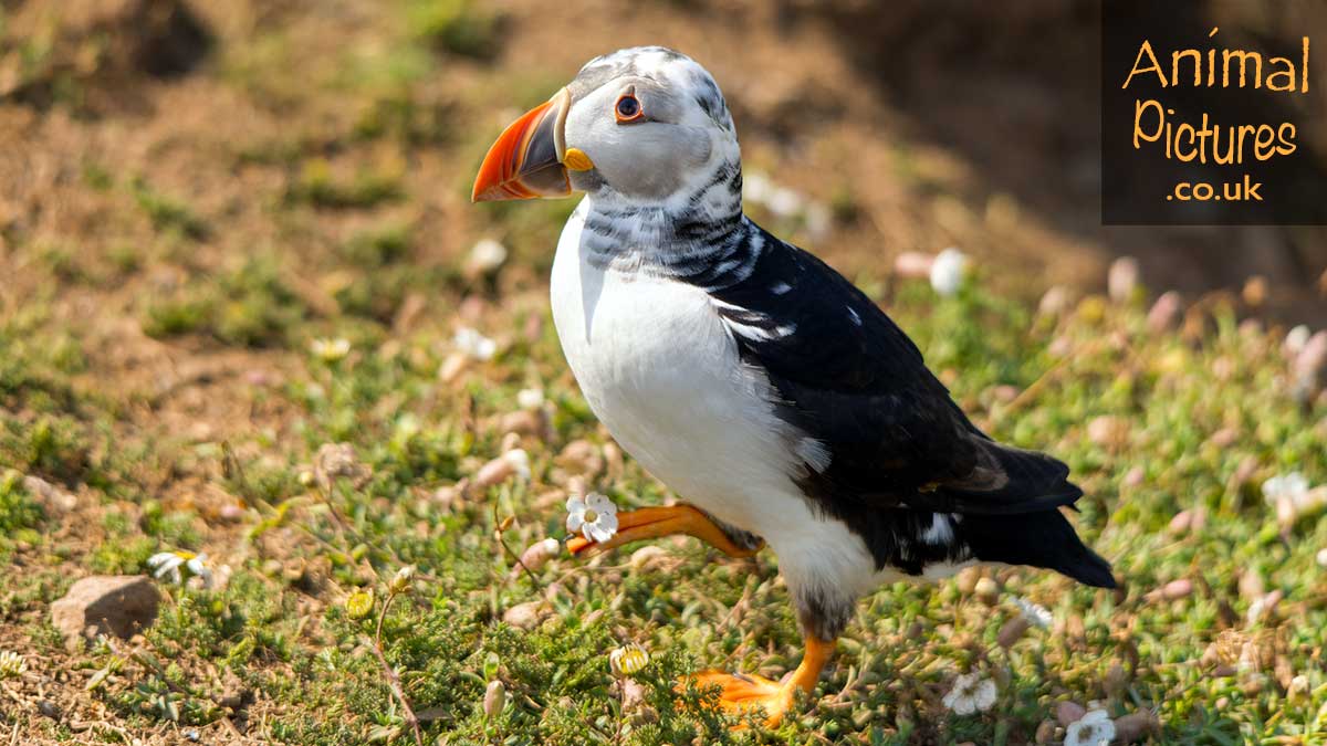 Puffling appearing to hold a flower