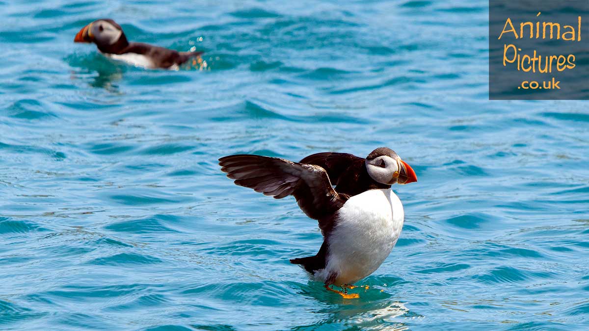 Picture of a puffin drying its wings