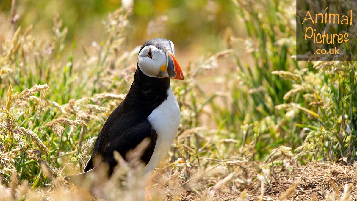 Puffin amongst long grasses