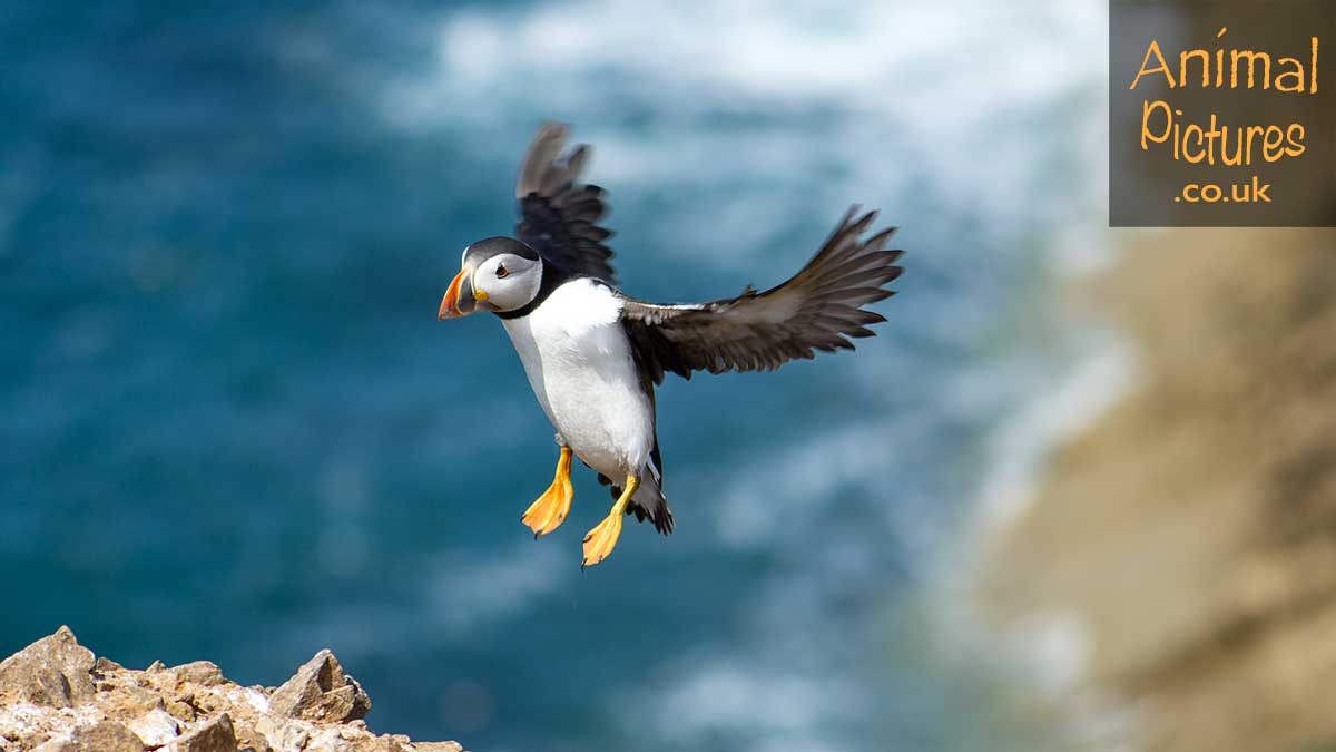 Puffin in flight with the backdrop of the sea behind