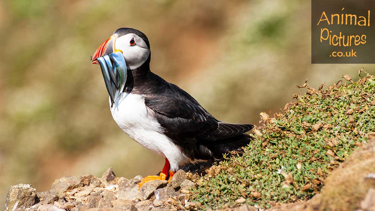 Puffin with its catch