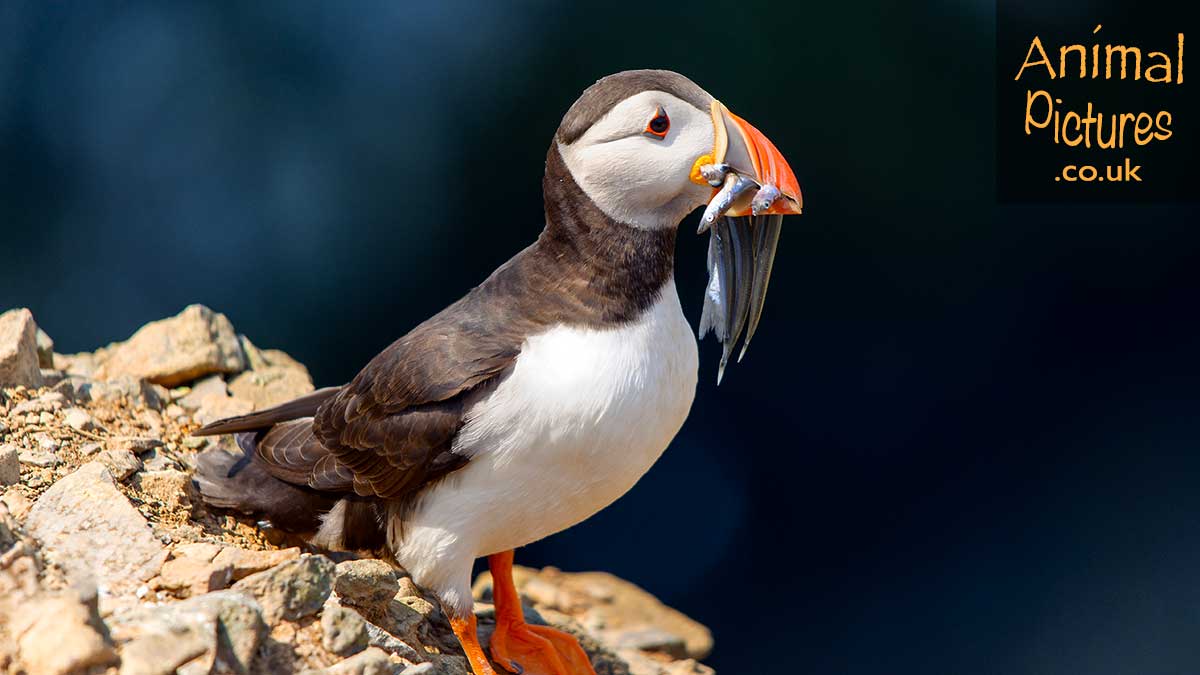 Puffin perched on a rocky cliff face with a mouthful of sand eels