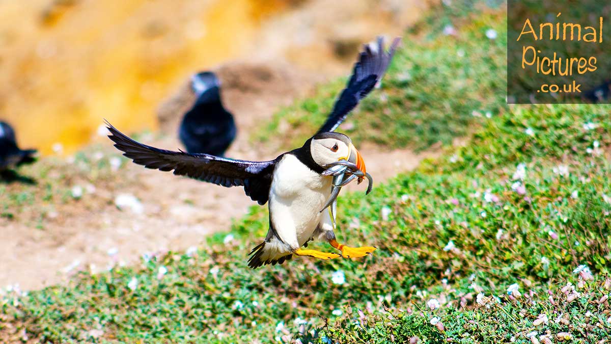 Puffin landing with a mouthful of sand eels