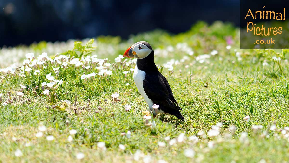 Puffin amidst a plethora of white sea campion