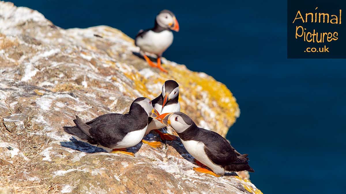 Three puffins greeting each other