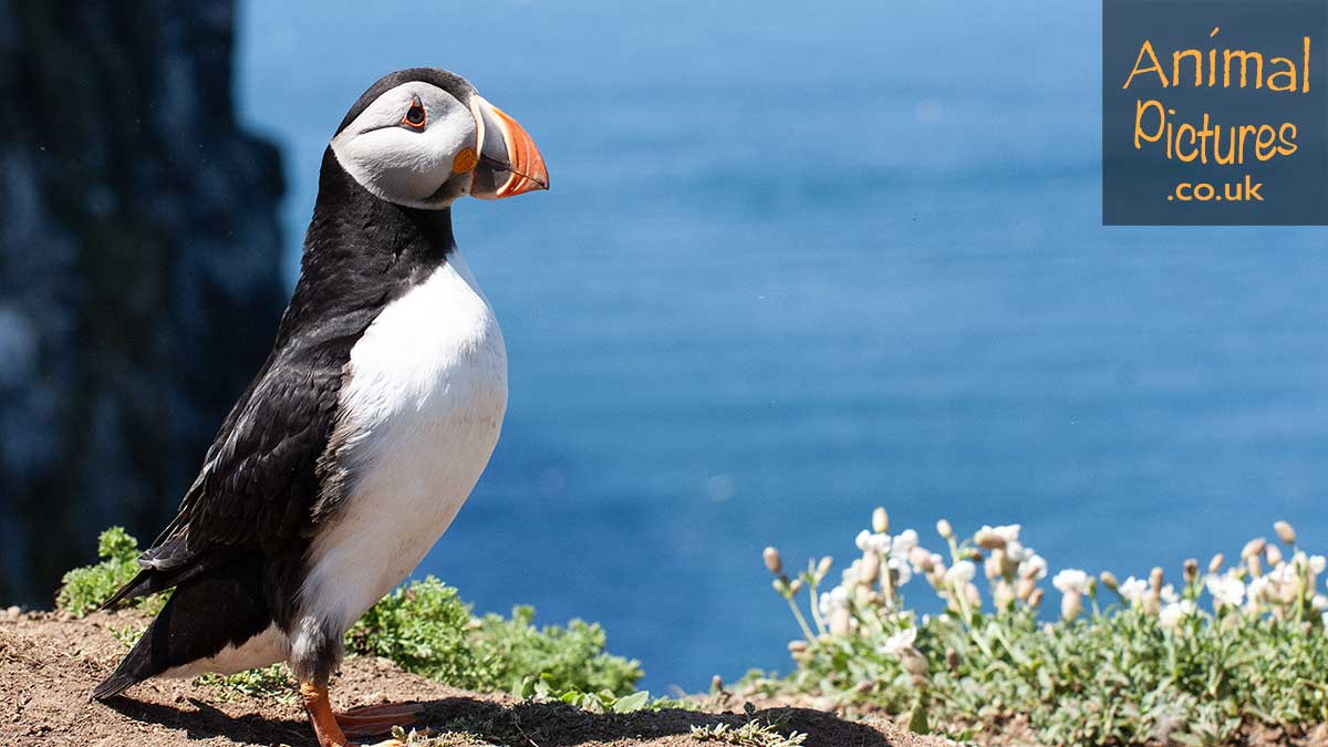 Puffin resembling a Sea Parrot