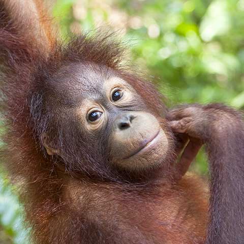 Rainforest with animals