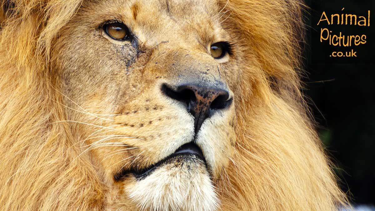 African Lion close-up portrait