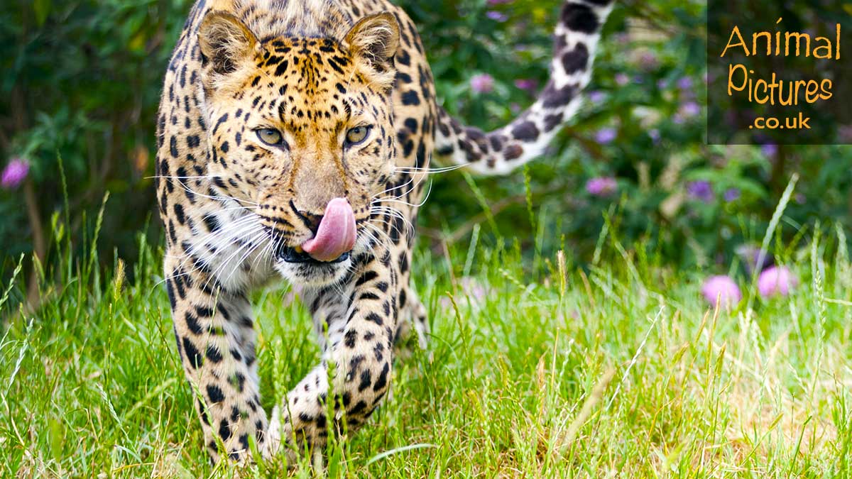 Amur leopard licking its chops as it lopes through long grass