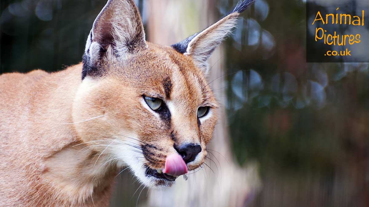 Caracal licking its chops