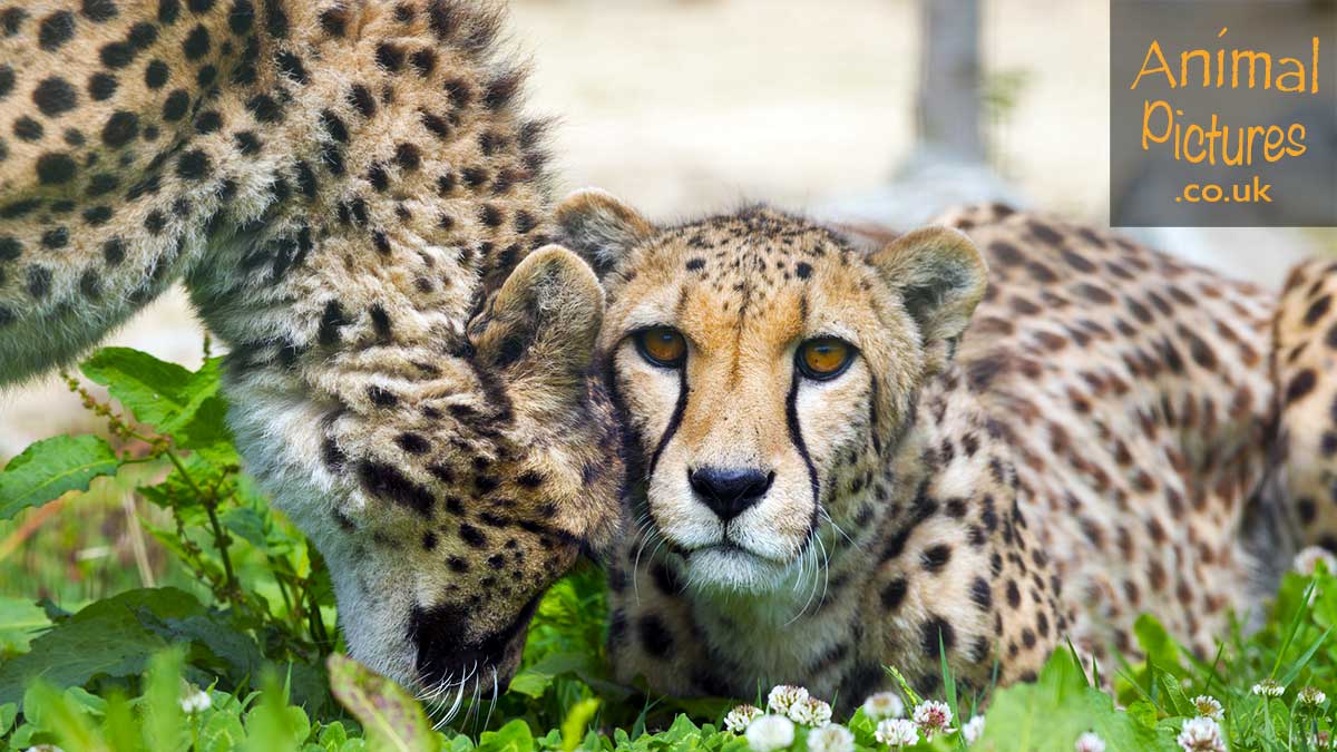 Cheetah nuzzling its sibling