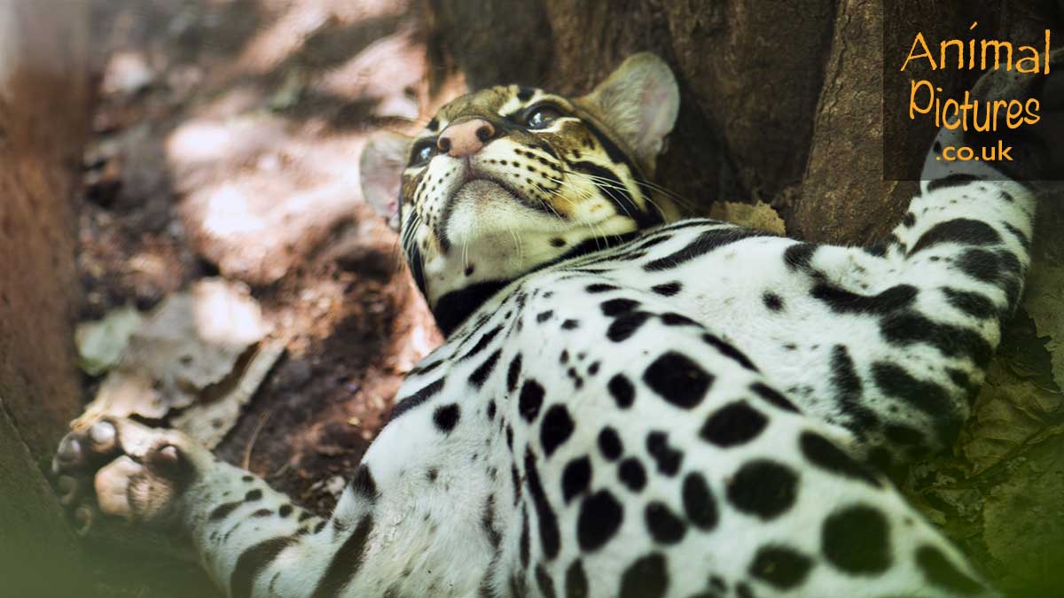 Ocelot, paws spread wide displaying its spotted tummy