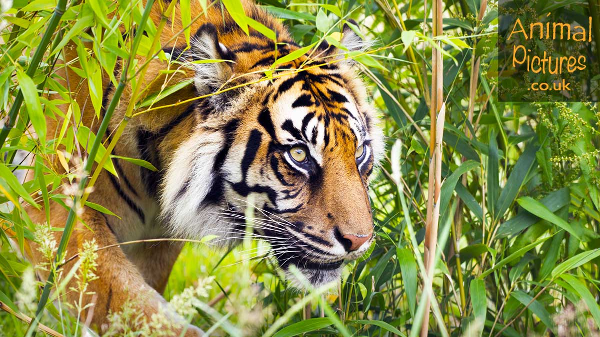 Sumatran tiger appearing through bamboo undergrowth