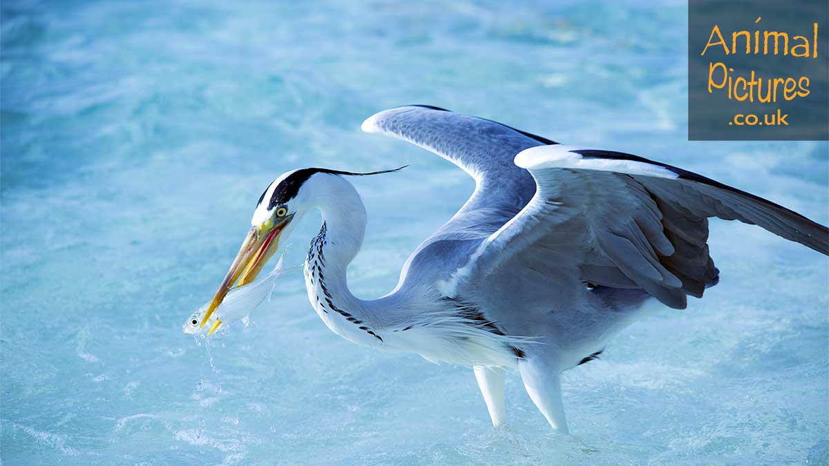 A heron strikes and spears a fish