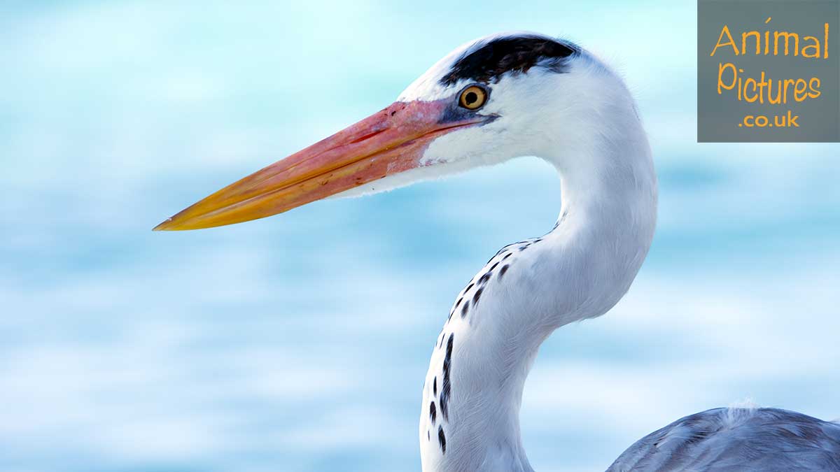 Heron in profile against an aquamarine sea