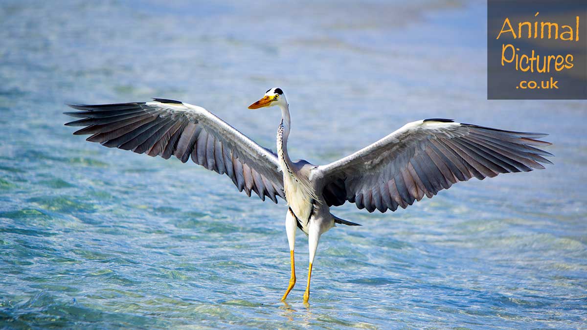 Heron, wings spread drying its wings in the sun