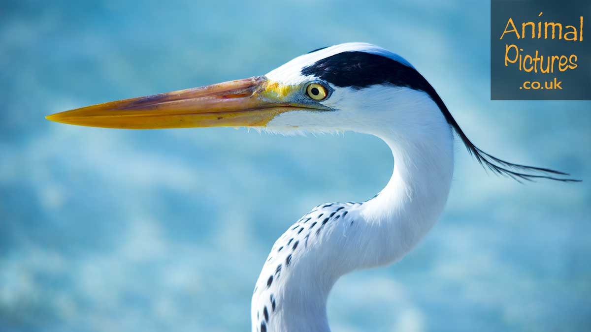 Picture of a heron in profile