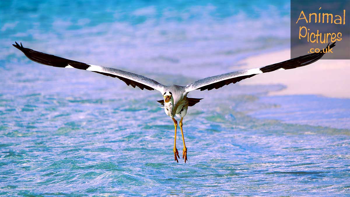 Visually captivating image of a heron landing in shallow waters by a beach